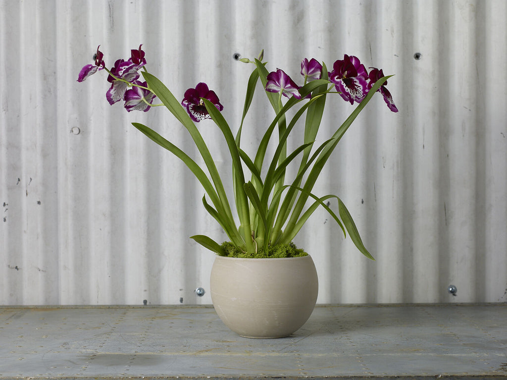 Astrid Pot Small