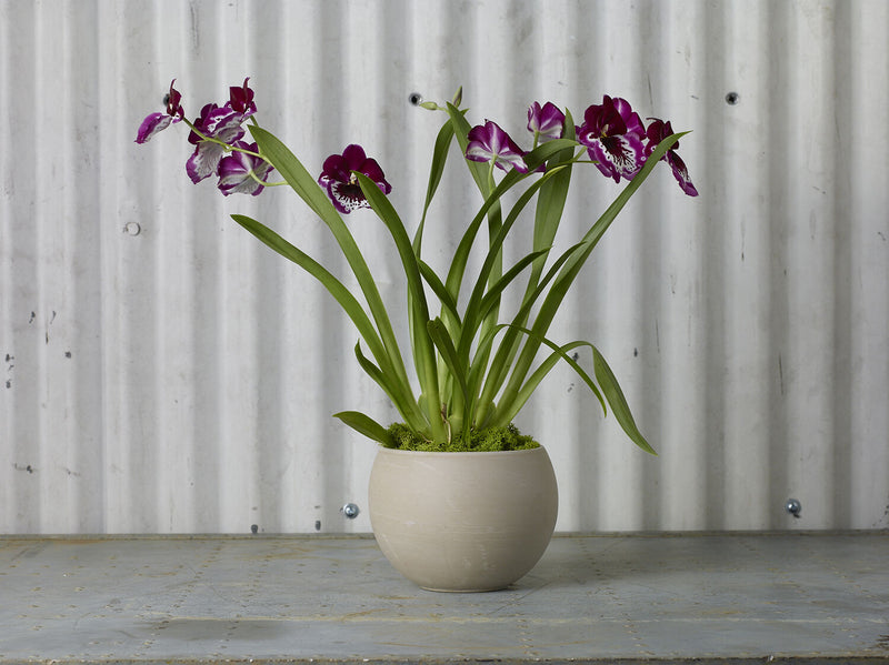 Astrid Pot Large