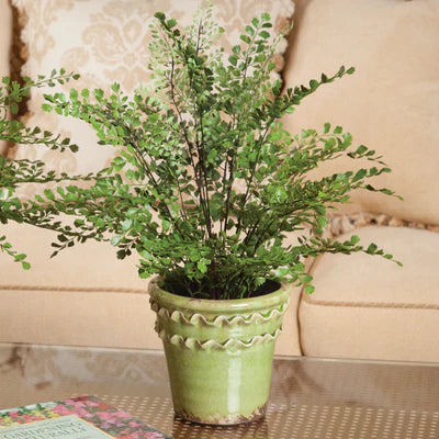Maidenhair Fern Bundle