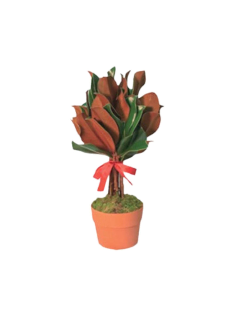 Magnolia Topiary