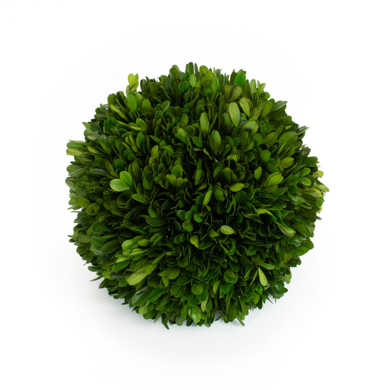 Preserved Boxwood Ball